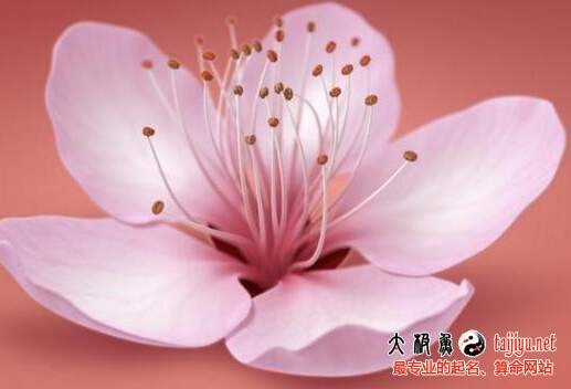 桃花運