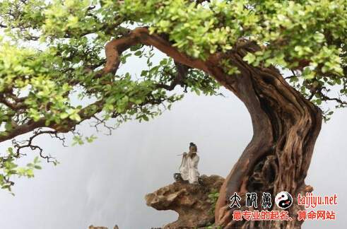 鼠年寶寶五行缺木的取名,八字喜用神屬木起名大全