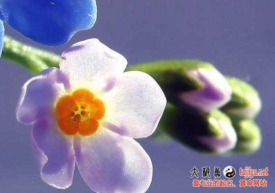 夢(mèng)見花