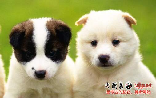狗年6月出生寶寶按生辰八字取名起名