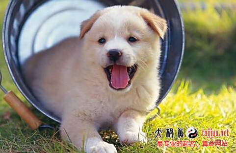 屬狗男寶寶取名大全