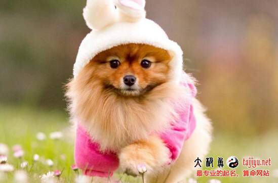 狗年寶寶起名大全匯總