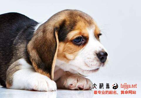 屬狗寶寶起名字測試打分