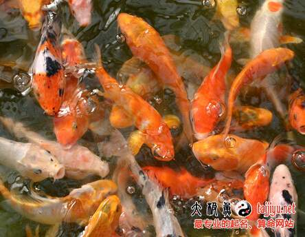 夢(mèng)見抓魚抓泥鰍