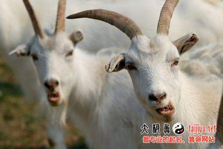 2015羊年屬羊人逐月運勢預測與破解