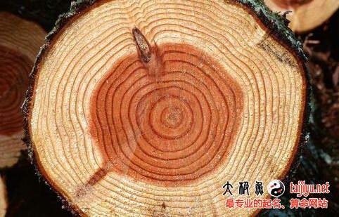 2019豬年五行屬木(五行缺木)的屬豬寶寶起名大全