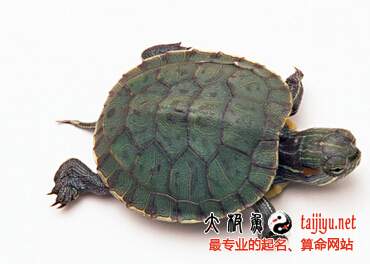 夢見夢到烏龜