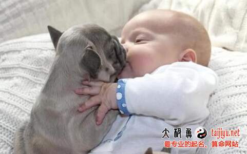 狗寶寶起名