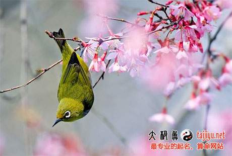 鳥語花香的女寶寶起名取名