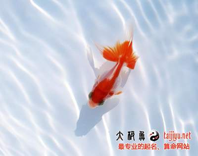 孕婦夢(mèng)見魚周公解夢(mèng)