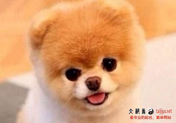 夢見狗的各種解釋