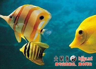 夢見魚是什么意思 孕婦夢見魚