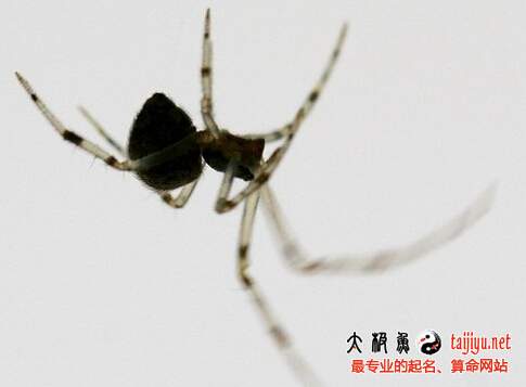 夢見蜘蛛是什么意思