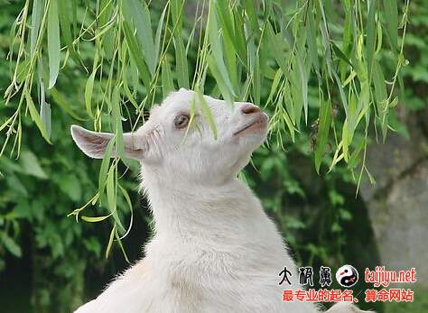 2015年羊寶寶幾月出生最好