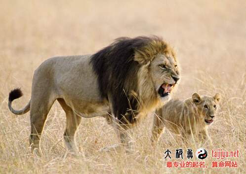 夢(mèng)見獅子的解釋