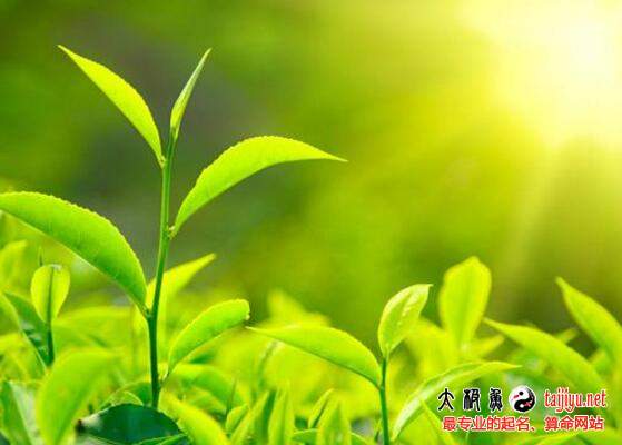 茶葉公司起名取名大全