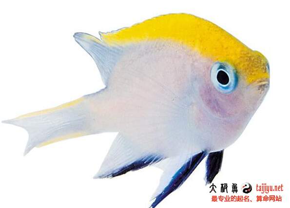 夢(mèng)見魚的含義
