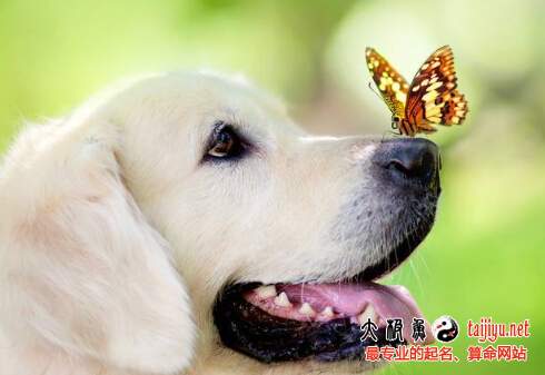 屬狗的寶寶幾點(diǎn)出生最好,屬狗人出生時(shí)辰的運(yùn)勢(shì)