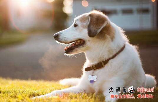2018屬狗年寶寶起名好聽的名字大全