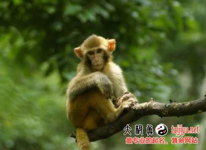 屬猴人一生的命運和婚姻