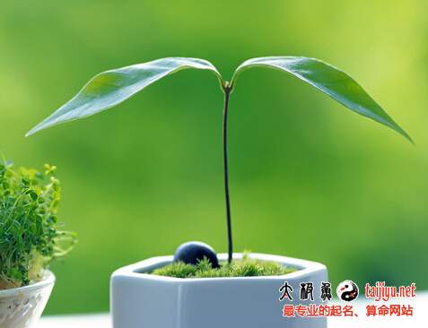 夢見綠色植物的解釋