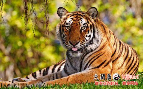屬虎的人2015年運(yùn)勢(shì)_屬虎人2015羊年運(yùn)程