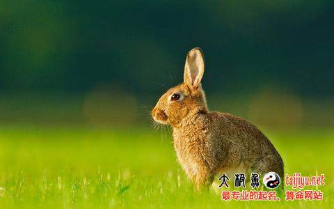 屬兔的人2015年運(yùn)勢(shì)_屬兔人2015羊年運(yùn)程