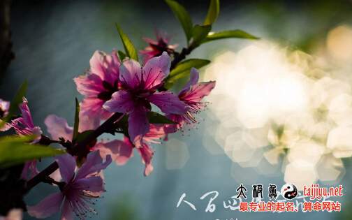 2017雞年桃花開