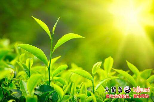 新版茶葉店鋪起名名字大全