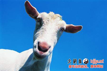 屬羊的人2015年運(yùn)勢(shì)_屬羊人2015羊年運(yùn)程分析