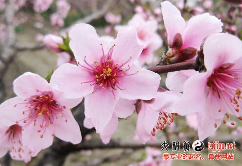 桃花