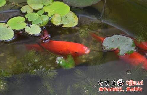 養魚催財風水原則