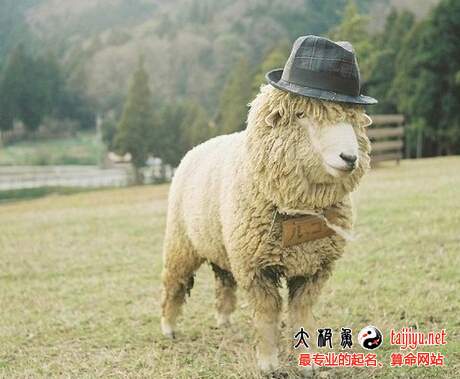 2015年生羊寶寶好不好?