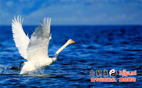 公司起名