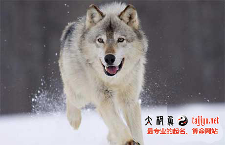 公司起名