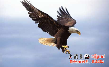 公司起名