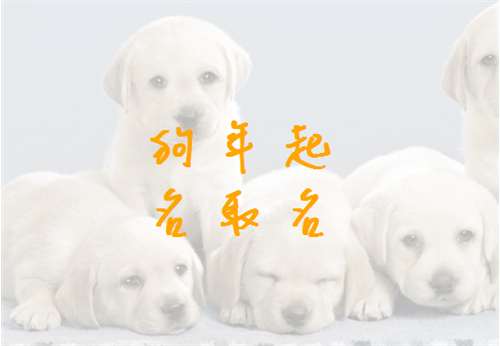 蘇姓屬狗寶寶起名