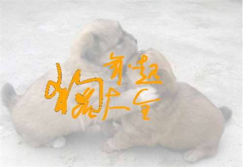 屬狗寶寶起名取名