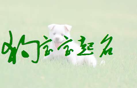 屬狗寶寶起名