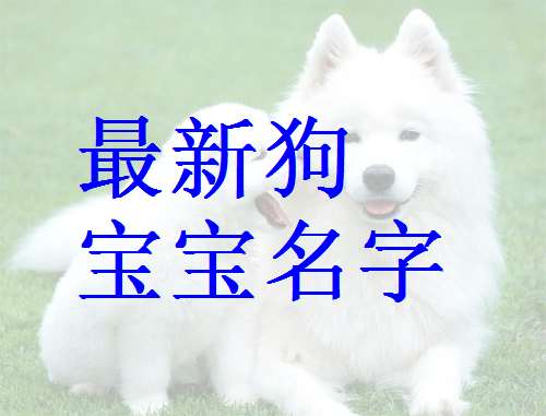狗寶寶起名大全