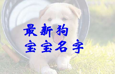 卜姓狗寶寶起名大全