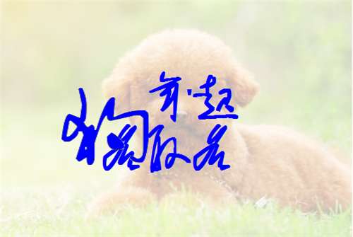 姓喬狗寶寶起名大全