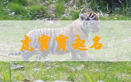 屬虎姓廖寶寶起名大全
