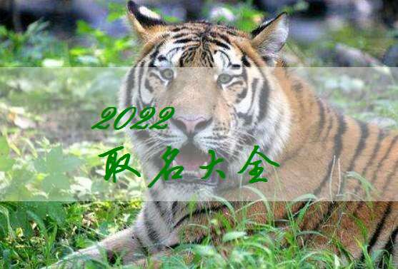 屬虎寶寶起名大全