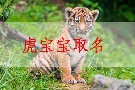屬虎寶寶起名大全
