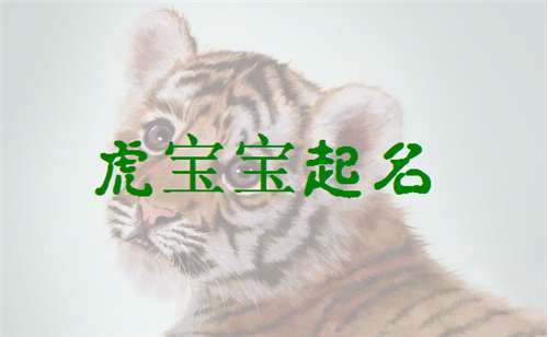 屬虎邵姓寶寶起名大全