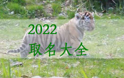屬虎毛姓寶寶起名大全