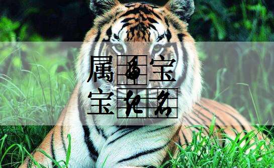 屬虎季姓寶寶起名大全