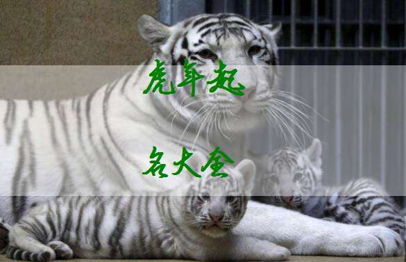 屬虎姓傅寶寶起名大全