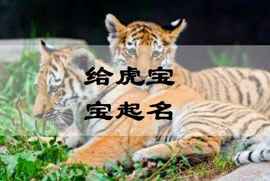 屬虎姓汪寶寶起名大全
